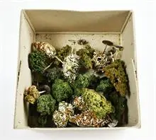 Arbres miniatures, 21 pièces