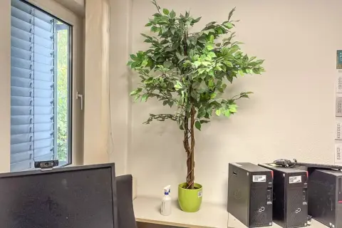 Декоративное растение
