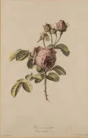 Legrand, Pierre-François (pravděpodobně 1743 - po 1824, francouzský rytec a leptáč),