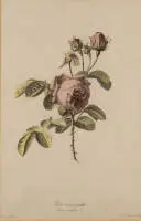 Legrand, Pierre-François (waarschijnlijk 1743 - na 1824, Franse graveur en etser),