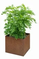 Plantenbak met een blauwe regen #0729