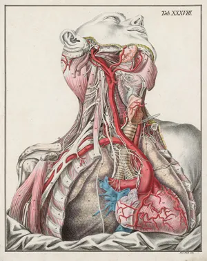 Bierkowski, Ludwig Joseph von – Anatomisch-chirurgische Abbildungen nebst Darstellungen ud Beschreibungen