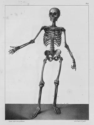 Bourgery, Jean Marc – Traité complet de l'anatomie de l'homme