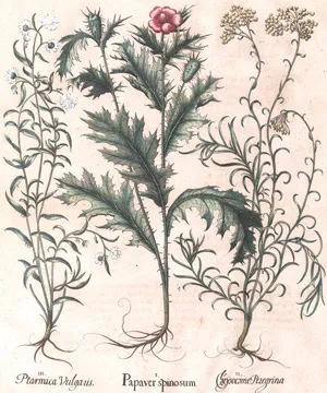 Besler, Basilius – Hortus Eystettensis.