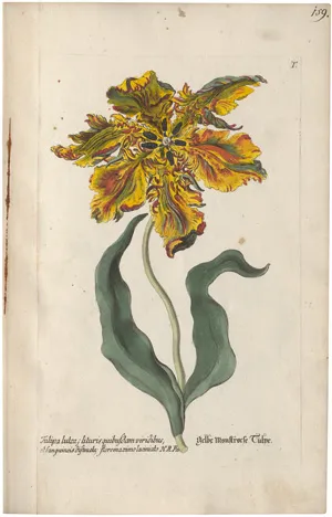 Knorr, Georg Wolfgang – Regnum Florae