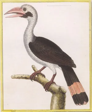 Représentations d'oiseaux – Collection de différentes espèces d'oiseaux