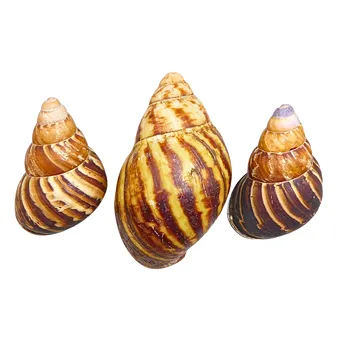 ULITY AFRICKÝCH OBŘÍCH ŠNEKŮ (ACHATINIDAE), 3 KUSY.