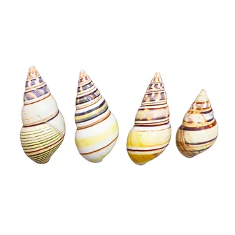 COQUILLES DE LIGUUS FASCIATUS, 4 PIÈCES.