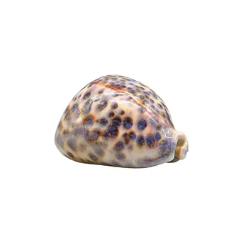 Schelp van tijgerporseleinslak (Cypraea tigris).