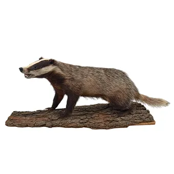 Vycpaný evropský jezevec na dřevěném pařezu.