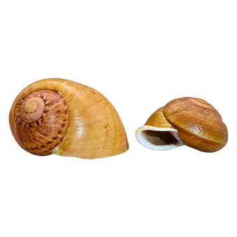 ULITY SUCHOZEMSKÝCH PLŽŮ (CAMAENIDAE & HELICIDAE), 2 KUSY.