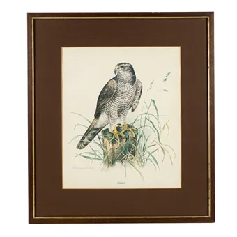 Impression d'art encadrée de Wilhelm Bühler avec motif d'épervier.