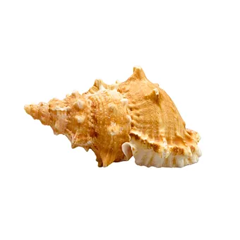Giant frog shell (Tutufa bubo).