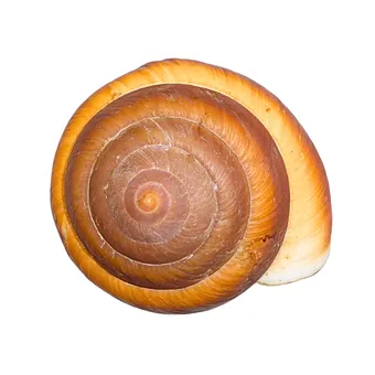 GROTE SCHELP VAN EEN LANDSLAK.