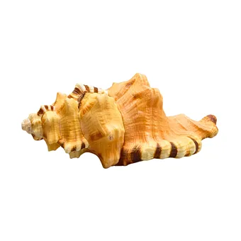 GEHÄUSE EINER TRITONSSCHNECKE (CYMATIUM LOTORIUM).