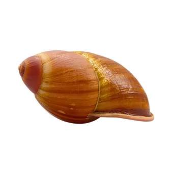 GEHÄUSE EINER EXOTISCHEN LANDSCHNECKE.