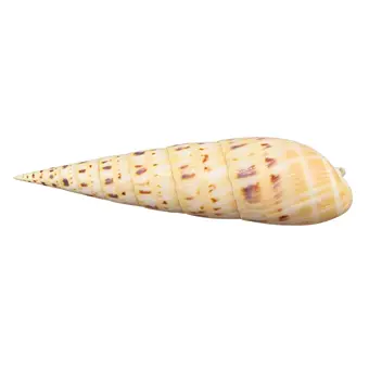 GEHÄUSE EINER SCHRAUBENSCHNECKE (TEREBRA MACULATA).