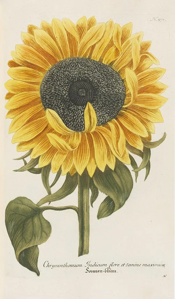 Johann Wilhelm Weinmann, Phytanthoza-Iconographia Bde. I-II (von 4)