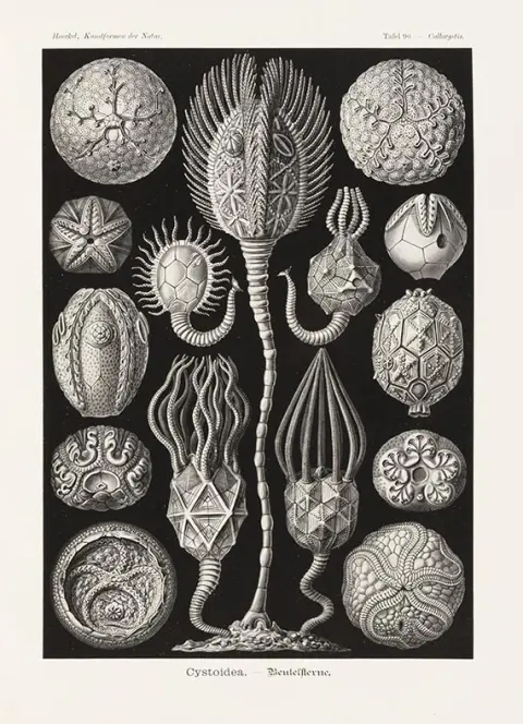 Ernst Haeckel, Kunstformen der Natur. 3 Bände