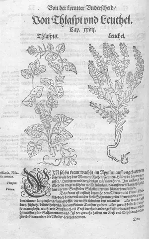 Bock, Hieronymus – Kreutterbuch