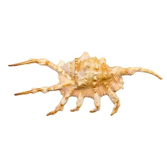 GEHÄUSE EINER SKORPIONSCHNECKE (LAMBIS SCORPIUS).
