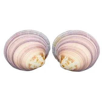 EIN PAAR MUSCHELSCHALEN (PERIGLYPTA PUERPERA).