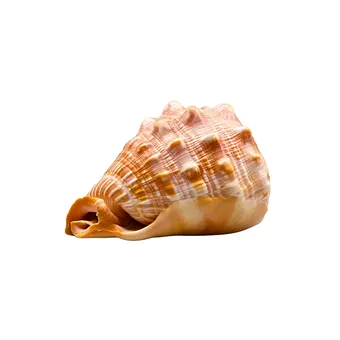 GEHÄUSE EINER ROTEN HELMSSCHNECKE (CYPRAECASSIS RUFA).