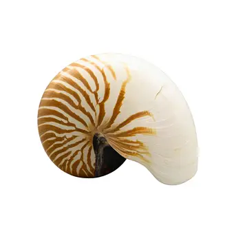 GEHÄUSE EINES PERLBOOTES (NAUTILUS POMPILIUS).