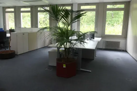 1x plante en pot