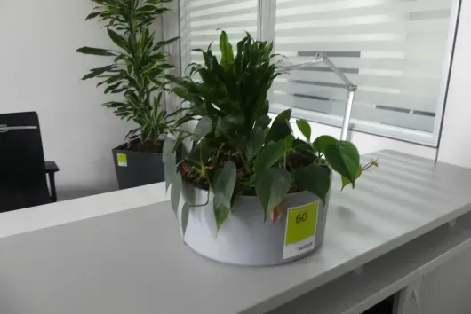1 plante en pot