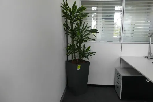 1x plante en pot