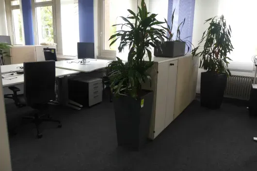 1 plante en pot