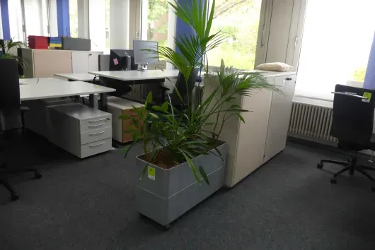 1x Plante en pot