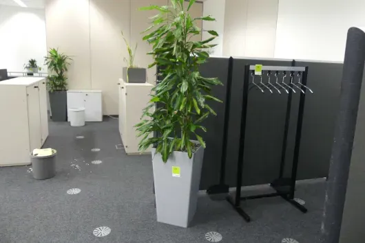 1x plante en pot