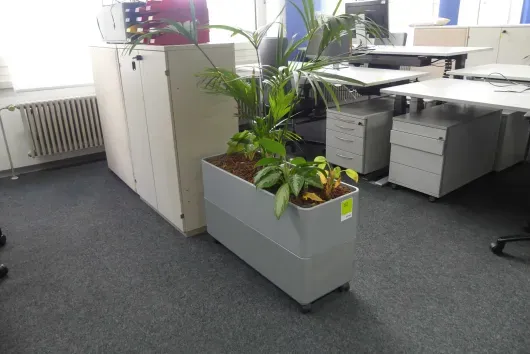 1 plante en pot