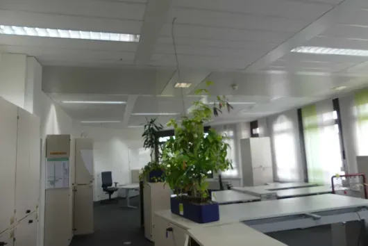 1x plante en pot