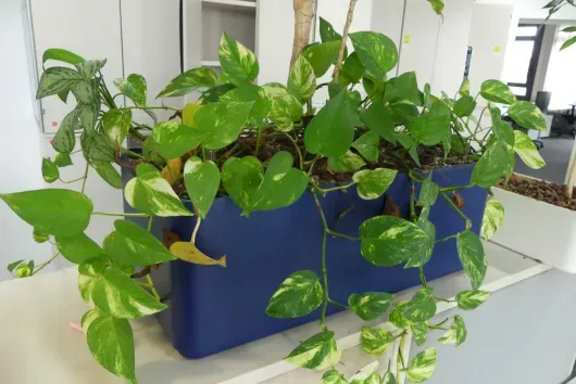 1x plante en pot