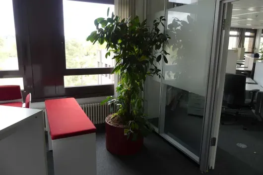 1x plant in pot