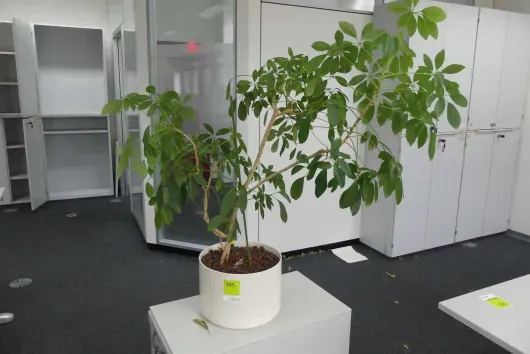 1x plant in plantenbak