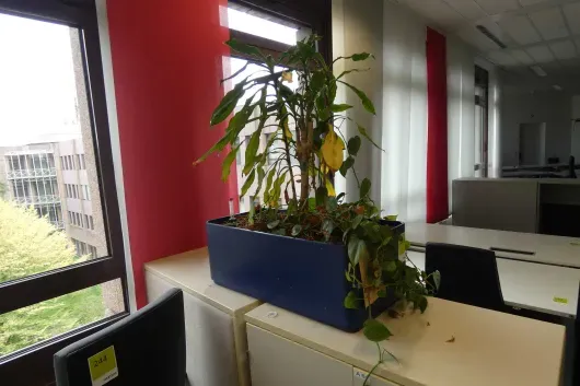 1 plante en pot