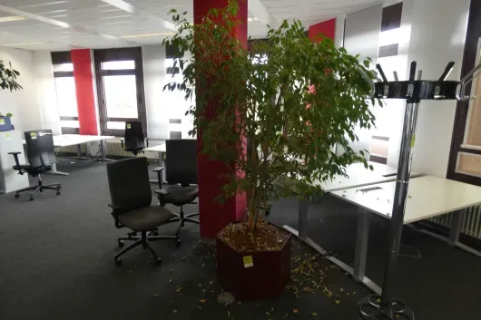 1x plante en pot