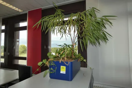 1x Plante en pot