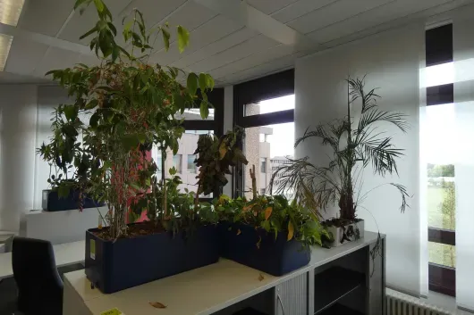 5x plante en pot