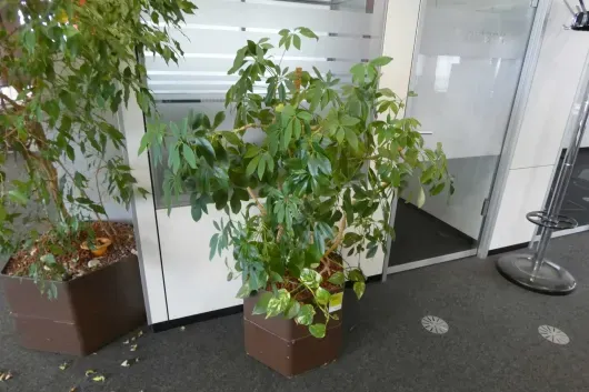 1x plante en pot