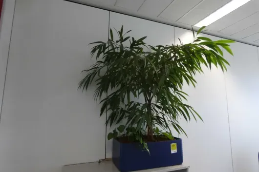 1x Plante en pot