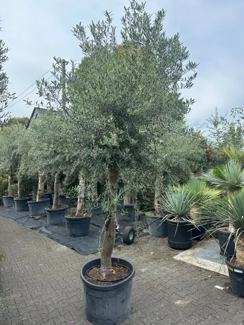 Olivier (Olea Europea)