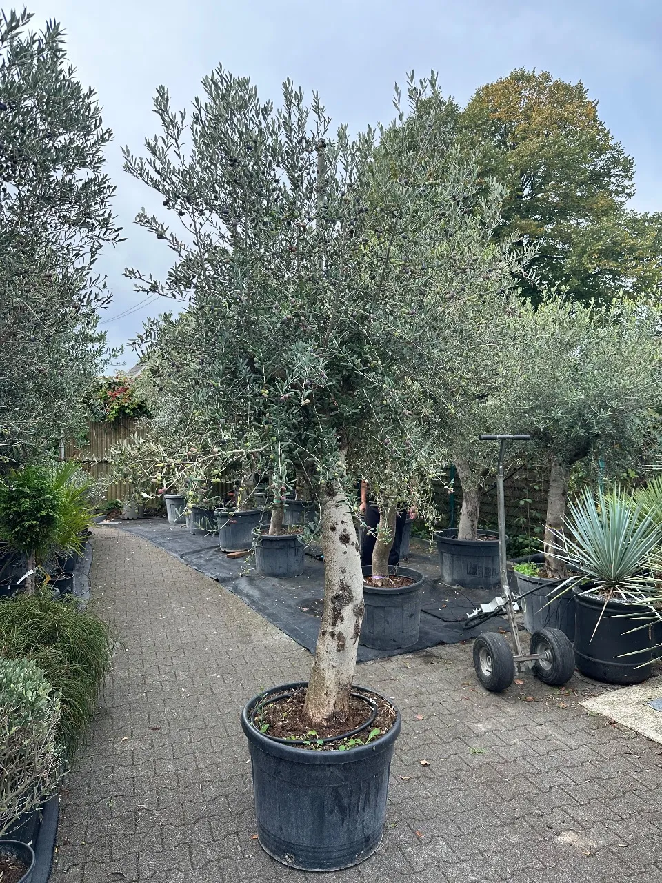 Olive tree (Olea Europea)