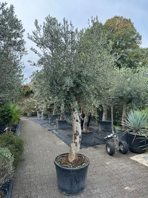 Olivier (Olea Europea)