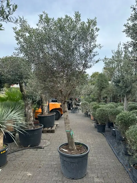 Olivier (Olea Europea)
