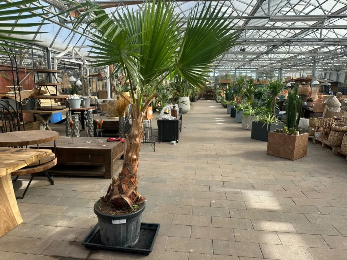 Mexican Washington palm (Washingtonia Robusta)